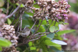 Humes Leaf Warbler