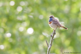 Bluethroat ssp. svecica