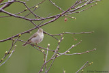 Willow Warbler ssp. acredula
