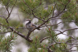 Siberian Tit