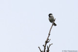 Willow Tit