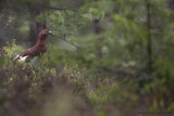 Willow Ptarmigan