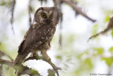 Boreal Owl