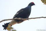Black Grouse