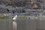 Spotted Redshank