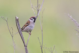Tree Sparrow