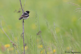 Siberian Stonechat