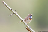 Bluethroat