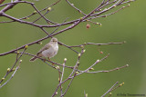 Willow Warbler ssp. acredula