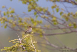 Little Bunting