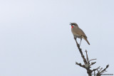Siberian Ruythroat