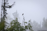 Whites Thrush