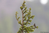 Arctic Warbler