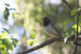 Black-throated Thrush