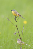 Yellow Wagtail ssp. beema