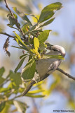 Azure Tit