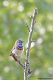 Bluethroat