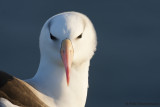 Black-Browed Albatros