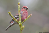 Pine Grosbeak