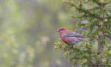 Pine Grosbeak