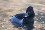 Ring-necked Duck