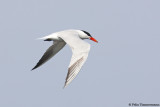 Caspian Tern
