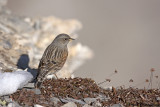 Alpine Accentor