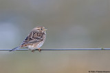 Pine Bunting