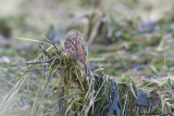 Pine Bunting