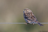 Pine Bunting