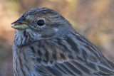 Pine Bunting