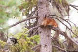 Red Squirrel