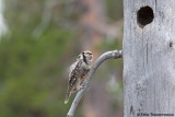 Hawk Owl