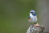Red-flanked Bluetail