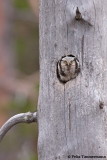 Hawk Owl