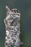 Hawk Owl