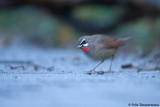 First view of the Rubythroat just after the rain faded. 