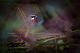 Siberian Rubythroat