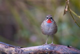 Just me and the Rubythroat for hours, great time!