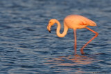 Greater Flamingo