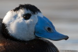 White-headed Duck