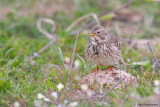 Corn Bunting