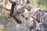 Griffon Vulture