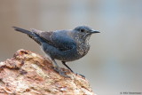 Blue Rock Thrush