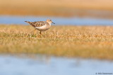 Buff-breasted Sandpiper