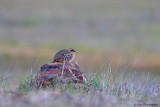 Red-legged Patridge