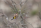 Goldfinch