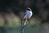 Woodchat Shrike