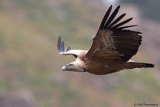 Griffon Vulture
