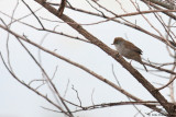 Cettis Warbler